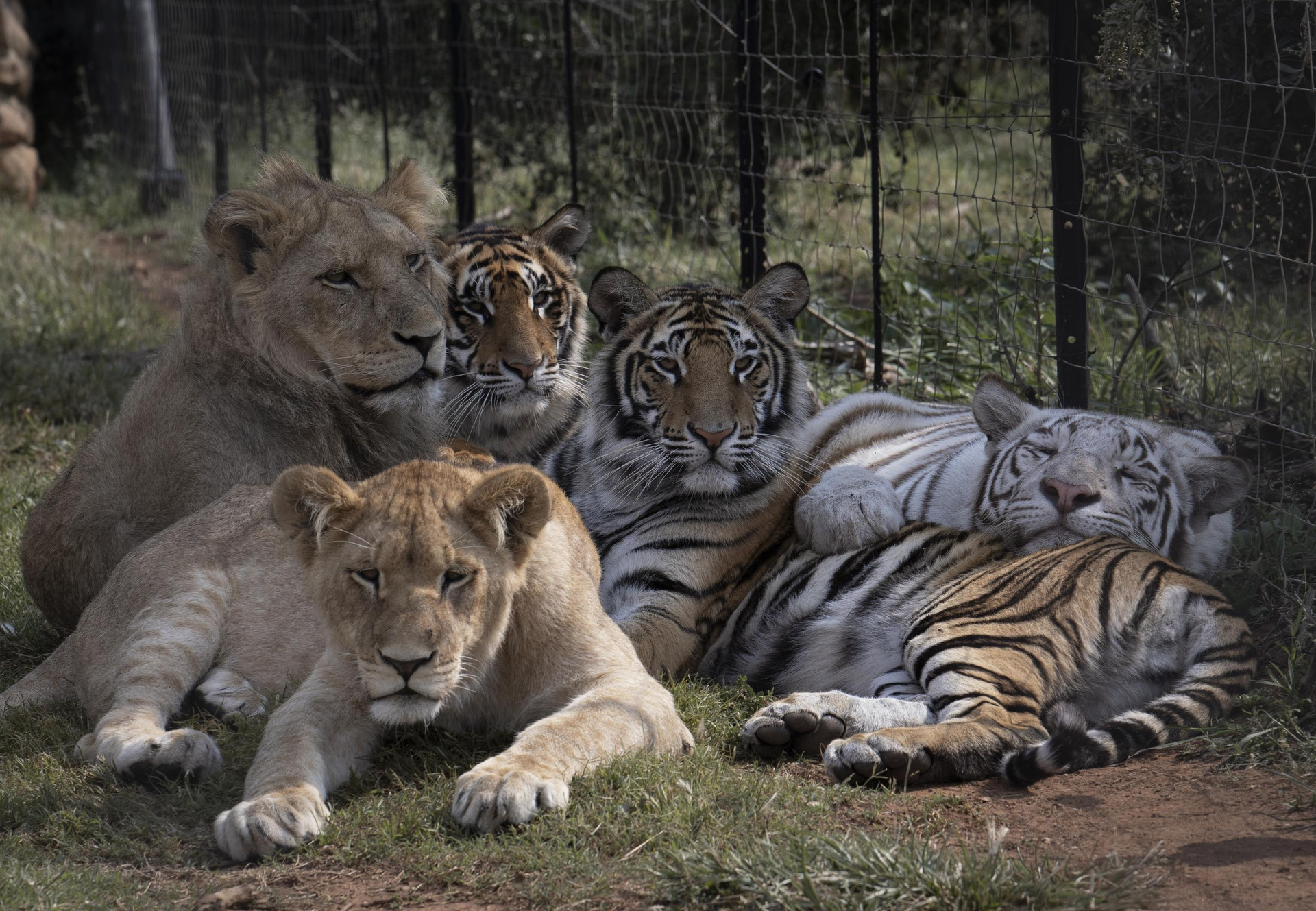 Big cats spotted on Big Five safari