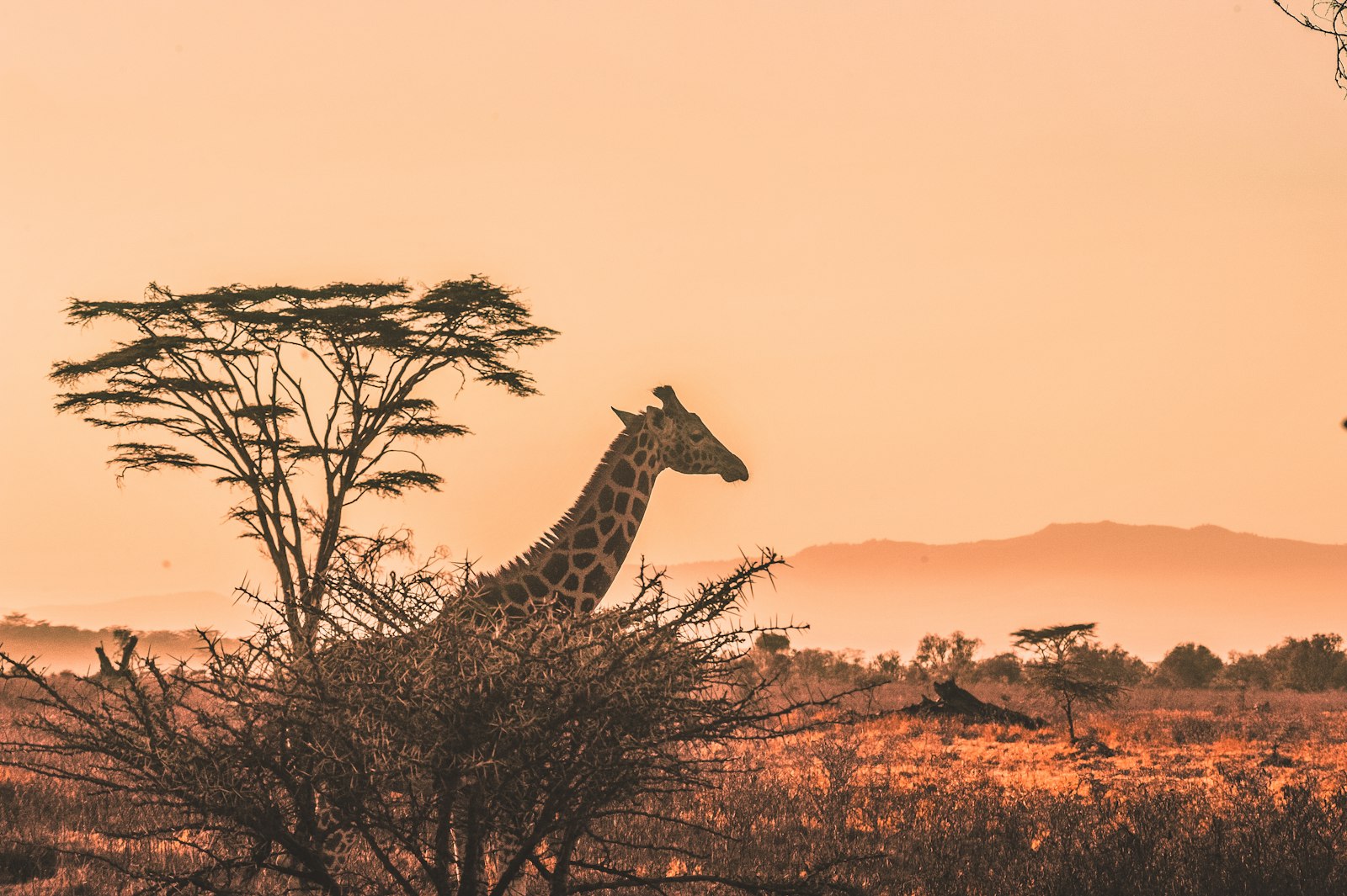 Gombe Africa guided safari tour group in Cape Town