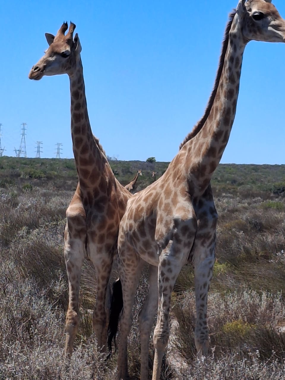 Giraffe close-up on the savanna