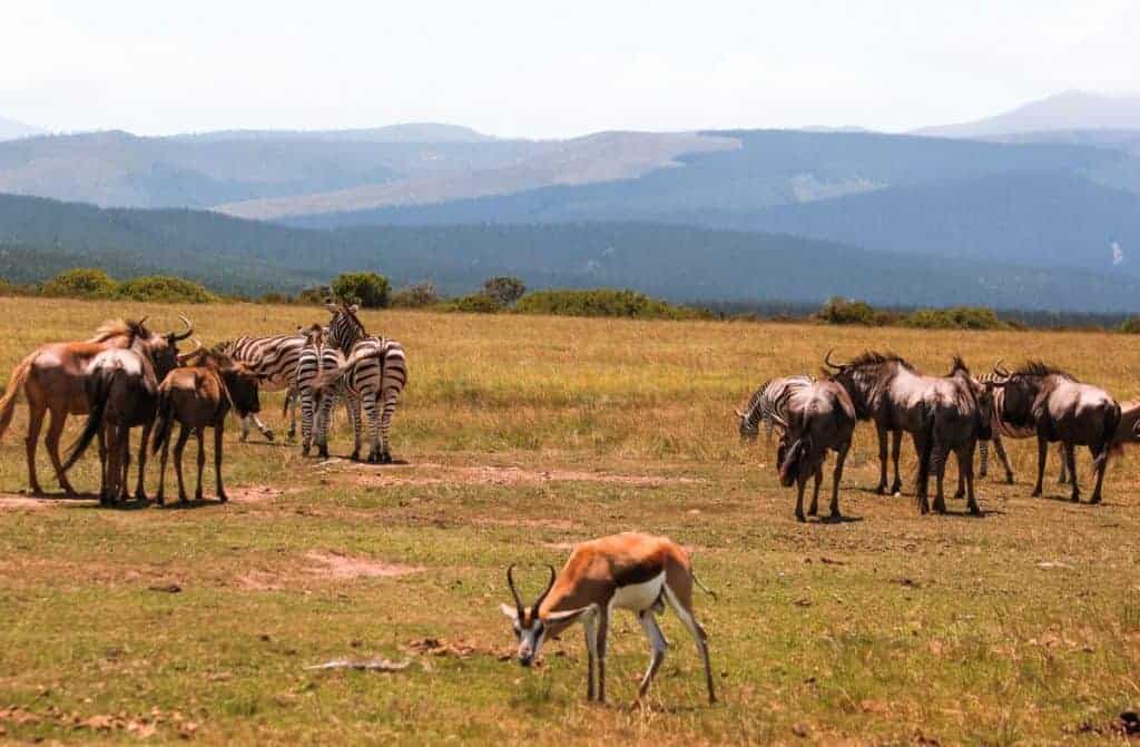 Big Five safari tour game drive
