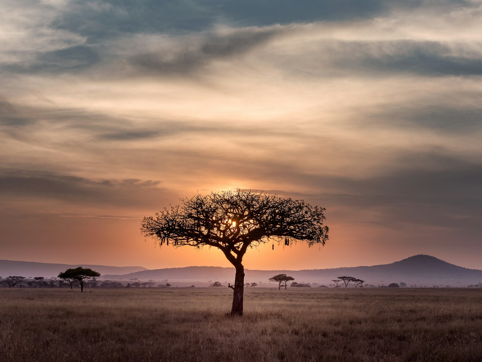 African savanna landscape