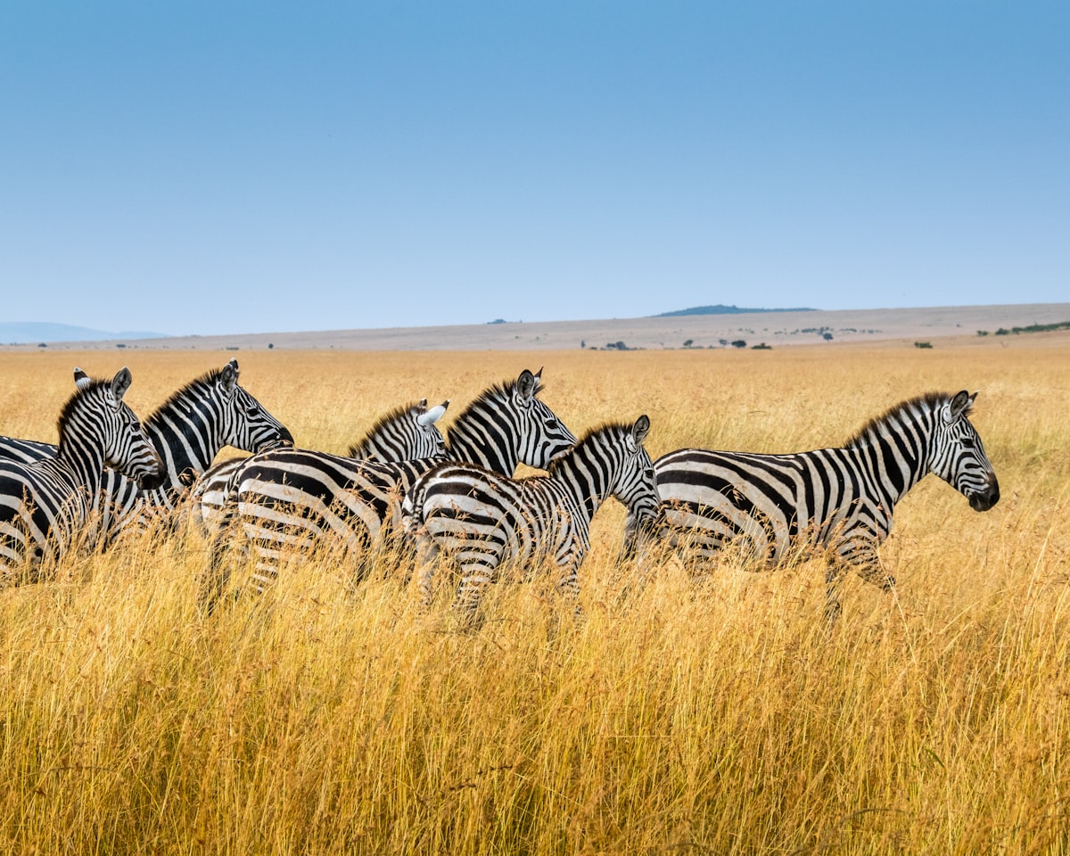 Zebra herd grazing on the African plains